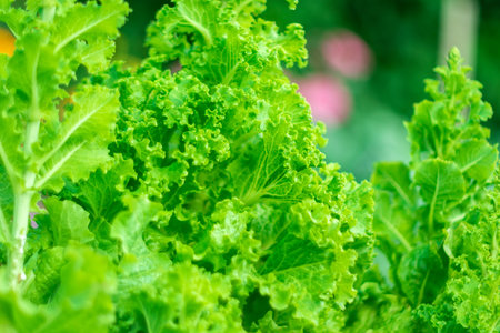 Lettuce leaves. Green and fresh lettuce leaves background. harvesting. selective focus