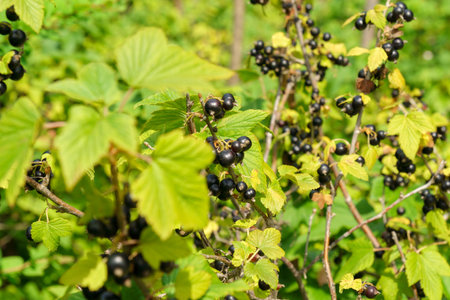 Black currant berries in the garden on the bush. current harvest. selective focusの写真素材