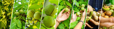 Walnut growth, collage. Ripe walnut on a branch, organic walnut plantation