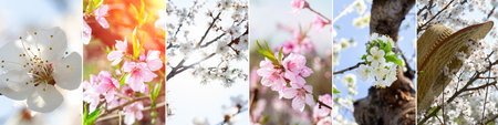 Collage of spring flowers. A diverse collection of flowers. Banner, photo with a wide panorama