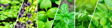 Green aromatic herbs, basil. Banner is a collage of plants. Basil cultivation, collage