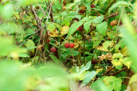 Red sweet berries growing on raspberry bush in fruit garden. selective focus