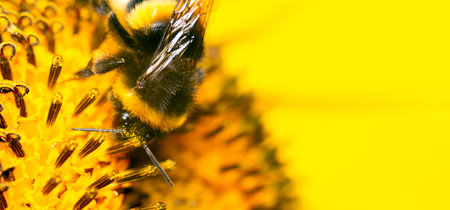 Bee, while collecting pollen from a flower. Hair on the bee is covered with yellow pollen. copy...