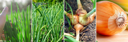 food production. agriculture collage. Green onions in sunny summer day.の写真素材