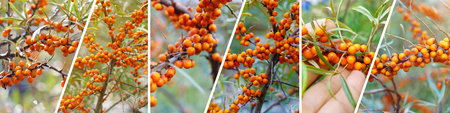Sea buckthorn harvesting collage. Sea buckthorn in garden. Collage, panorama, formatの写真素材