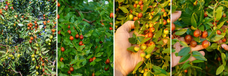 Ziziphus jujuba, commonly called jujube, red date, Chinese date collage, banner