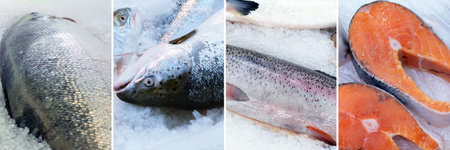 Collage of fresh fish, salmon, trout. Sale of fresh fish. Salmon Assortment, seafood bannerの写真素材