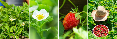 Collage growing strawberries. Environment and the concept of ecology. Rural businessの写真素材