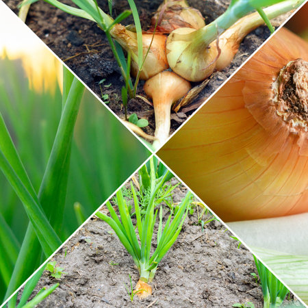 food production. agriculture collage. Agriculture onion Farming collage. square photoの写真素材