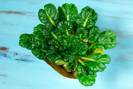 Tat soi belongs to the Turnip species of the Cabbage genus and is a close relative of the Peking cabbageの写真素材