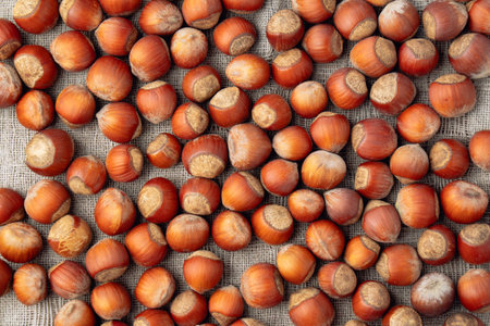 Hazelnut nuts on a linen napkin. Bulk hazelnut kernel.の写真素材