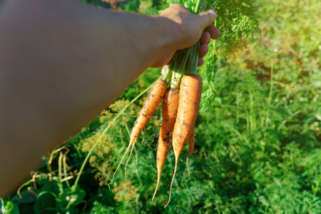 Carrots picked from garden, harvesting season in the garden. Agriculture, gardening, growing vegetablesの写真素材