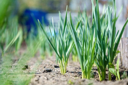 Young garlic growing in the garden. Rows of green shoots in spring. selective focusの写真素材