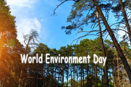 World environment day, pine branches against the blue sky. natural forest background. Copy space for text.の写真素材