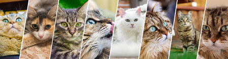 cat banner. Collage with banners for website header designの写真素材