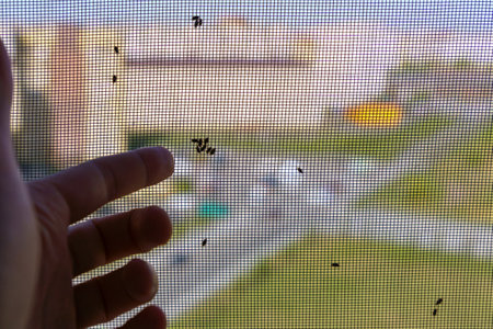 Insects on white mosquito wire mesh, net. selective focusの写真素材