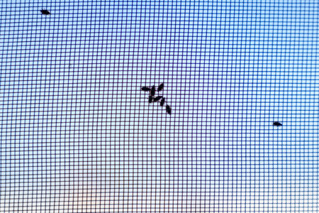 Insects on white mosquito wire mesh, net. selective focusの写真素材