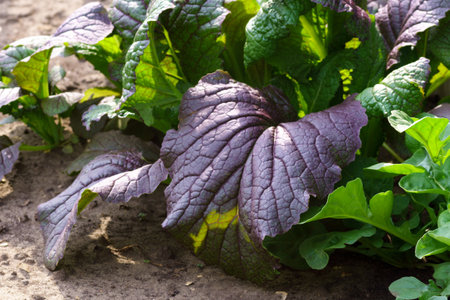Large mustard leaves of green leafy plant cultivated in garden. selective focus