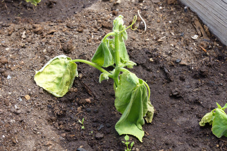 Poor harvest of cucumbers, crop failure in the dry season. selective focusの写真素材