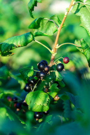 Bush of black currant with ripe bunches of berries and leaves. Harvesting on farm or in garden. vertical photoの写真素材