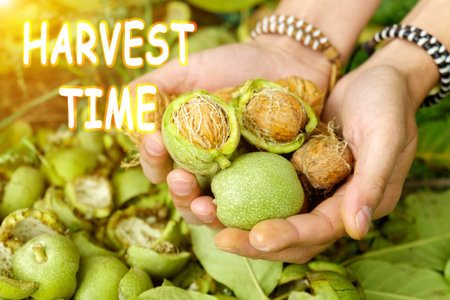 Harvest time lettering. autumn concept. Walnut with green shell on greenery background in hand....