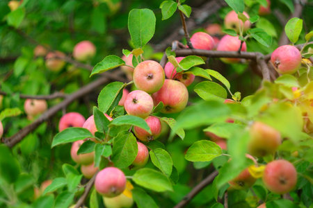 Ripe juicy apples hanging on branch in orchard garden. close-up. Farming food garden harvesting....