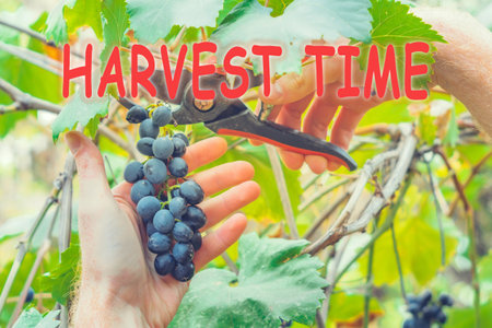 Harvest time lettering. autumn concept. Black grape farmer gathers the harvest. cuts organic fruit...