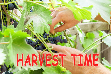 Harvest time lettering. autumn concept. Harvests, in the fall, grapes for making wine. farmer growing grapes, winemakingの写真素材