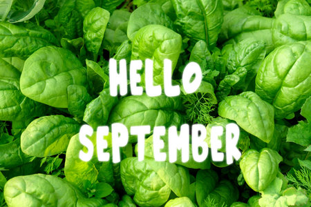 Nature background with lettering Hello September. Background of a large number of spinach leaves. Vegetarian food. food for fitnessの写真素材