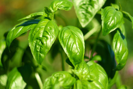 Harvesting basil, local movement, clean food, organic gardening cultivationの写真素材