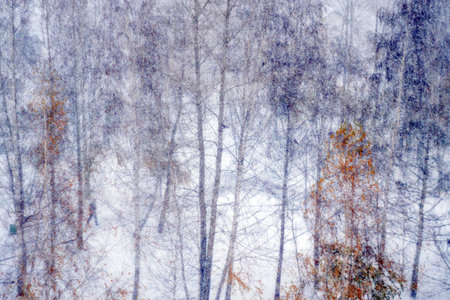 Winter city forest, snowfall, defocusing, abstraction selective focus Winter seasonの写真素材