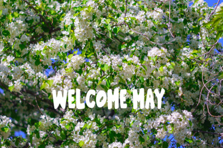 Welcome April, Sun shining through the trees. The beginning of the spring season. Blooming apple trees. Selective focusの写真素材