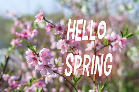 Close up of a tree branch with pink apricot tree flowers. The description Hello springの写真素材