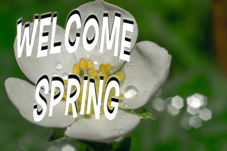 Welcome spring. Macro shot, green leaf, dark background early springの写真素材