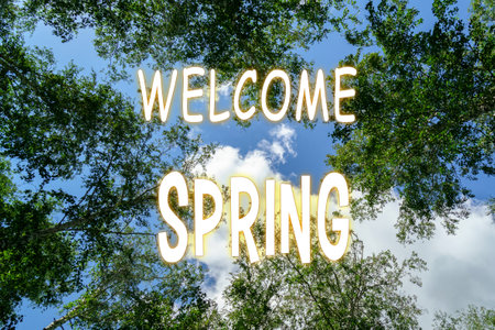 Welcome Spring. Tree branches on blue sky background with copy space for test mock up.の写真素材