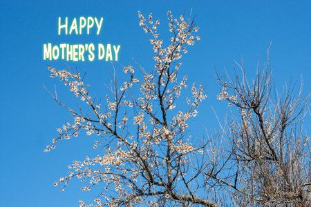 White blossoms adorn a tree in full bloom, beautifully offset by a bright azure sky and the...