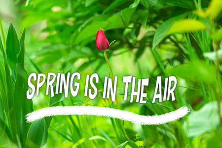 Spring is in the air springtime, green spring background. Red tulip gardenの写真素材