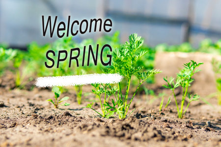 Springtime concept with first carrot leaves green background, selective focus, with text Welcome springの写真素材