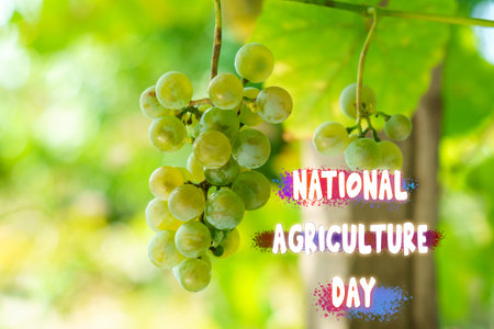 National Agriculture Day With Ripe Vineyard Grapes Basking in the Sunlight