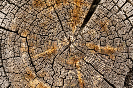 Wood for countertops and tables. Design materials, stylish details for presentation and shop. Concept.の写真素材