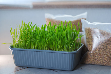 Two bags filled with cat grass sit atop a wooden table.の写真素材