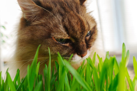 Cat is seen up close in the grass, munching on blades of green grass in a natural environment.