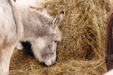 Donkey feeds on hay, showcasing its strength and elegance in the peaceful setting.の写真素材