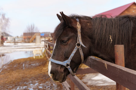 Brown horse is standing a wooden fence on a farm in this scene, showcasing an aspect of rural agriculture.の写真素材