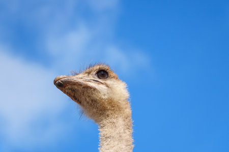 Ostrich head in close-up against the blue sky. Selective focus, copy spaceの写真素材