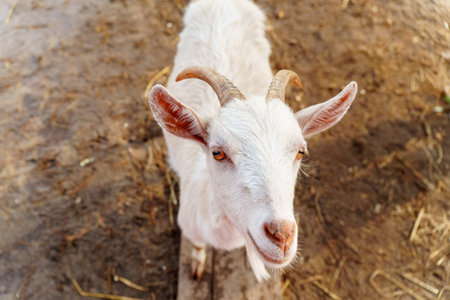 Close-up view of a curious goat surrounded by wooden fencing in a rustic pen.の写真素材
