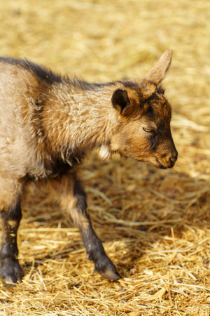 Goat is standing next to a fence on a farm, showcasing agriculture and farm life.の写真素材
