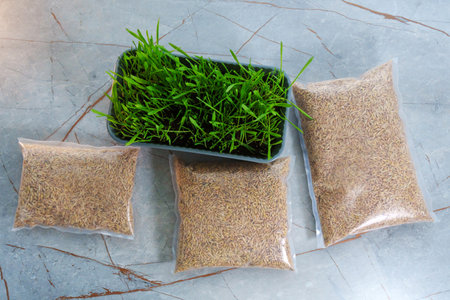 Fresh green grass, possibly intended for cats or growing microgreens. Flat lay