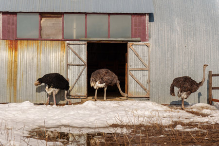 Ostrich stands tall on a wooden fence, surrounded by snow, at an ostrich farm in a serene winter...