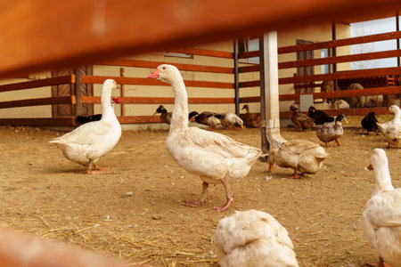 Geese flock strolling around a pen in a serene farm setting, harmonious scene.の写真素材